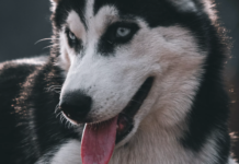 “Noen er kanskje døde, og noen lever kanskje stusslige liv”