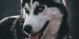 “Noen er kanskje døde, og noen lever kanskje stusslige liv”