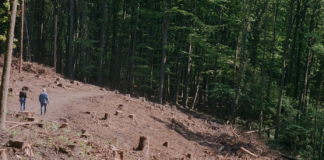 Støre/Vedums statsbudsjett: Kutter 120 mill fra skogvern, avgiftslette på bensin