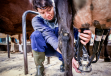 Er kumelk mer miljøvennlig enn havremelk?