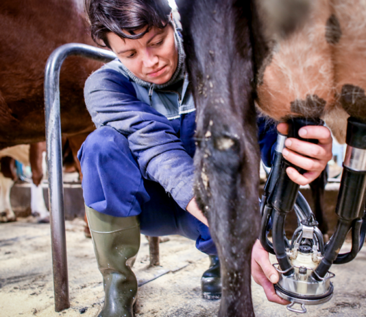 Er kumelk mer miljøvennlig enn havremelk?