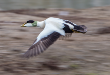 388 arter i Nordland har høy til ekstrem høy risiko for å dø ut
