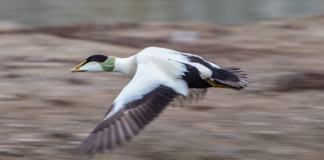 388 arter i Nordland har høy til ekstrem høy risiko for å dø ut