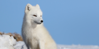 Stadig flere fjellrever i Norge