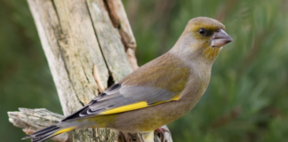 Ny rapport: Nærmere 30 prosent av britiske fugler er truet