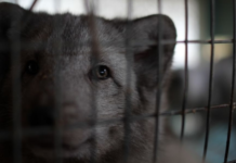 Verdenskjent motemagasin boikotter pels