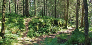 26 nye skogområder vernet