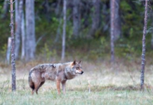 Å skyte ulven som falt i fjor