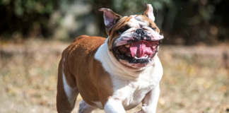 Uetisk: Dom i Oslo Tingrett gjør avl av denne hunderasen forbudt i  Norge