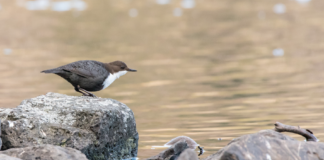 – Ikke rør de vernede vassdragene!
