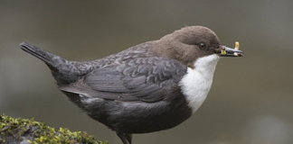 Åpent brev til statsminister Jonas Gahr Støre: Stå opp for vassdragsvernet!