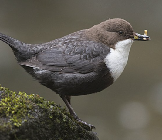 Åpent brev til statsminister Jonas Gahr Støre: Stå opp for vassdragsvernet!