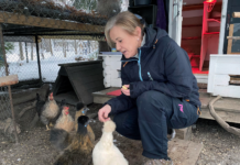 Nok en koronaeffekt: Vi holder mer hobbyhøns enn før