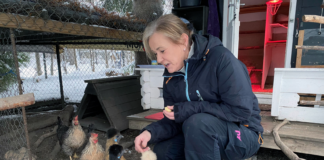 Nok en koronaeffekt: Vi holder mer hobbyhøns enn før