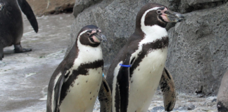 Verste økologiske katastrofe i Perus historie (saken er oppdatert)