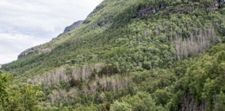 Mystisk skranting truer med å utrydde ospa i nord