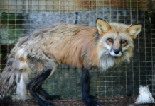 Kjent svensk varemagasin stanser salg av pels Ill.foto: Unsplash.