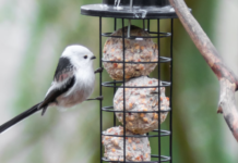 Den årlige hagefugltellingen arrangeres til helgen