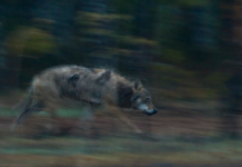 Fritt fram, ulv er fritt vilt