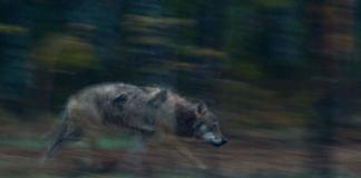 Reaksjon på anken av ulvesaken til Høyesterett: “Med Ap/Sp-regjering har vi fått naturfiendtlige holdninger i praksis”
