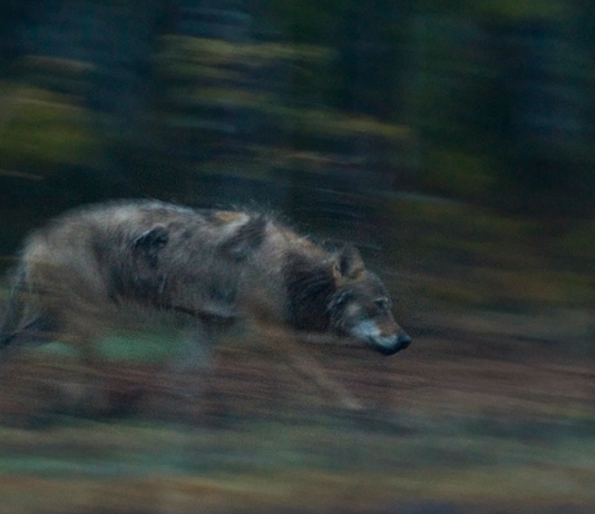 Reaksjon på anken av ulvesaken til Høyesterett: “Med Ap/Sp-regjering har vi fått naturfiendtlige holdninger i praksis”