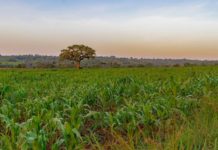 Norsk landbruksteknologi til Øst-Afrika