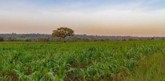 Norsk landbruksteknologi til Øst-Afrika