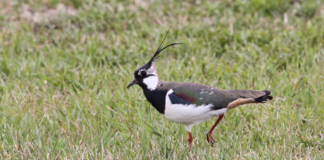 Vipa er kritisk truet. Mange steder i Rogaland er den helt borte
