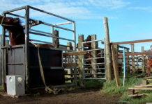 Hørt om blodfarmene på Island? Tusenvis av hester blodtappes under høyt stress