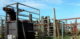 Hørt om blodfarmene på Island? Tusenvis av hester blodtappes under høyt stress