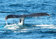 Island stanser hvalfangst fra 2024