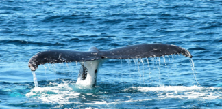 Island stanser hvalfangst fra 2024