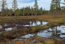 – Får umiddelbar respons fra naturen ved myrrestaurering