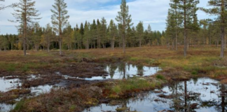 – Får umiddelbar respons fra naturen ved myrrestaurering