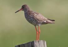 Denne vil du lett kjenne igjen. Rødstilken er årets fugl 2022