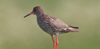 Denne vil du lett kjenne igjen. Rødstilken er årets fugl 2022