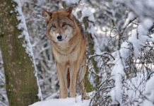 I Norge er myndighetene den største trusselen mot en levedyktig bestand av ulv
