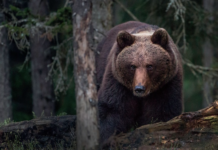 – Bjørnedrapsbonanzaen fortsetter