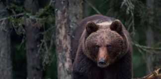 Ti flere brunbjørner i Norge