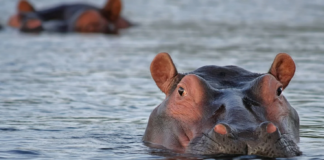 Nye skritt mot en global avtale for å redde naturen