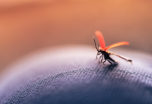 400 nye insektarter påvist i Norge