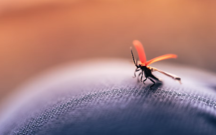 insekt_unsplash_270322