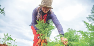 Klimaendringer påvirker nordmenns hagevaner
