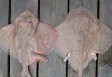 Sveriges kystvakt undersøker haidød utenfor Lysekil