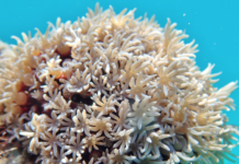 Korallfunn i Steigen kan være unike: Oppdrettsanlegg får ikke utvide