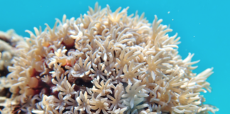 Korallfunn i Steigen kan være unike: Oppdrettsanlegg får ikke utvide