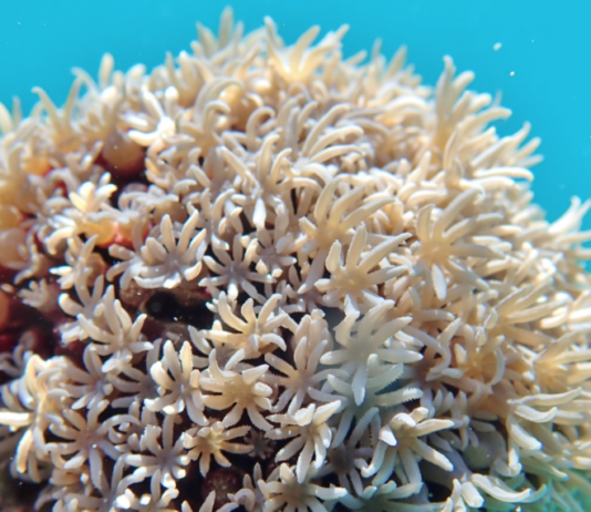 Korallfunn i Steigen kan være unike: Oppdrettsanlegg får ikke utvide