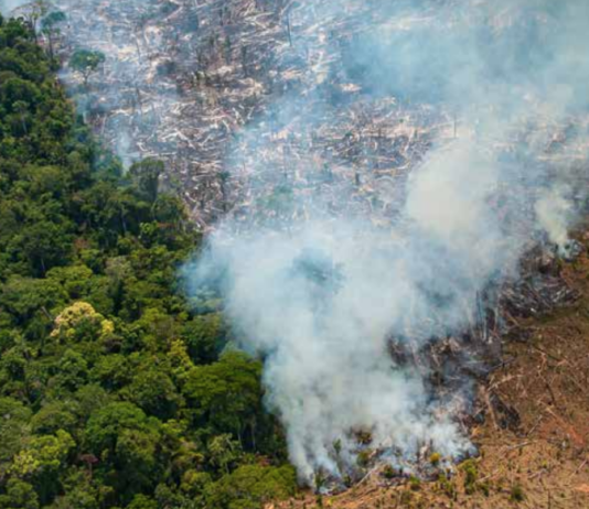 Rekordstor avskoging i Amazonas forrige måned