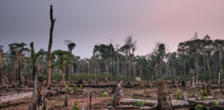 WWF advarer: Mener drastiske grep må tas dersom naturavtalen skal bli sterk nok