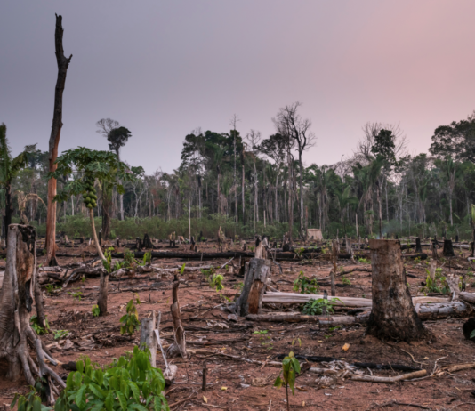 WWF advarer: Mener drastiske grep må tas dersom naturavtalen skal bli sterk nok